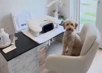 Charming dog sitting on a chair in Nails by Camila, a serene salon in Newton Aycliffe, England, GB.