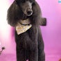 Barkin Buttons Dog Grooming - 45 Witham Road, Inside Dogroom studio, Black Notley, England