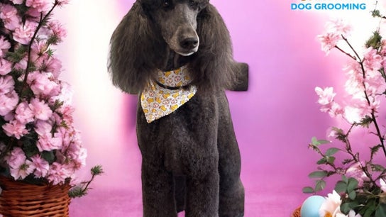 Barkin Buttons Dog Grooming