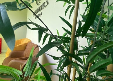 EverYoung Medical Aesthetics Clinic's cozy lounge in London, England, GB with greenery and comfortable chairs.