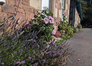 Charming garden at Heavenly Treatments with Hayleybell, Kelso, Scotland, GB with lavender and brick facade.