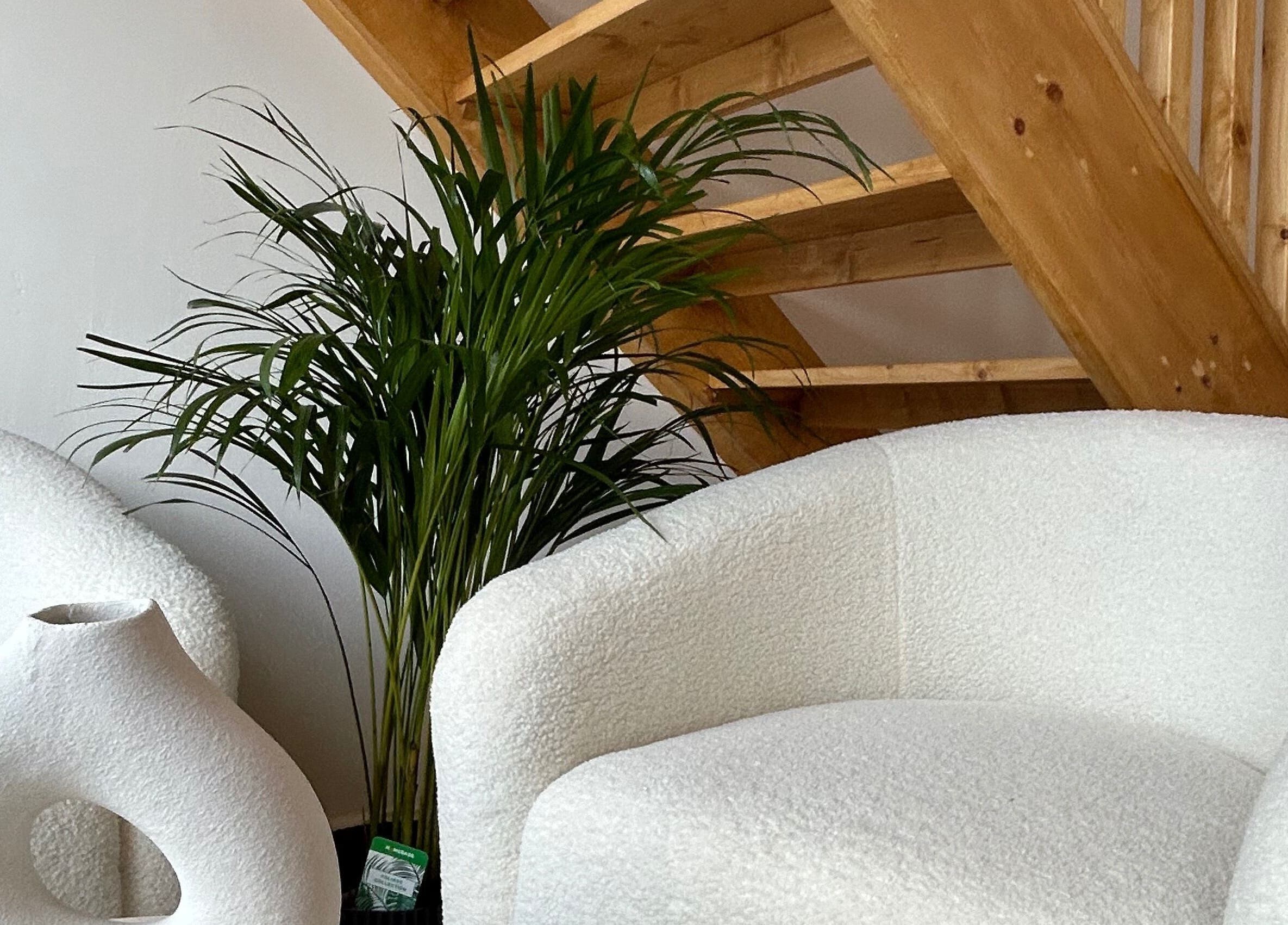 Modern seating with plant at Elysian - Wilpshire, Blackburn, England, GB. Inviting and stylish decor.