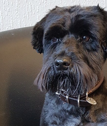 Sam's Forever Groomers image 2