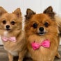Dog Street Pet Grooming