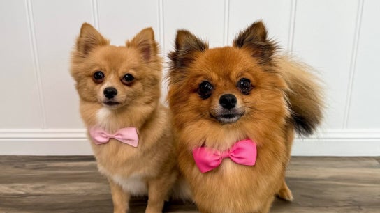 Dog Street Pet Grooming