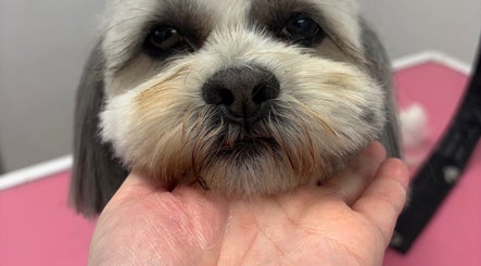 صورة Wild Paws Dog Grooming 3