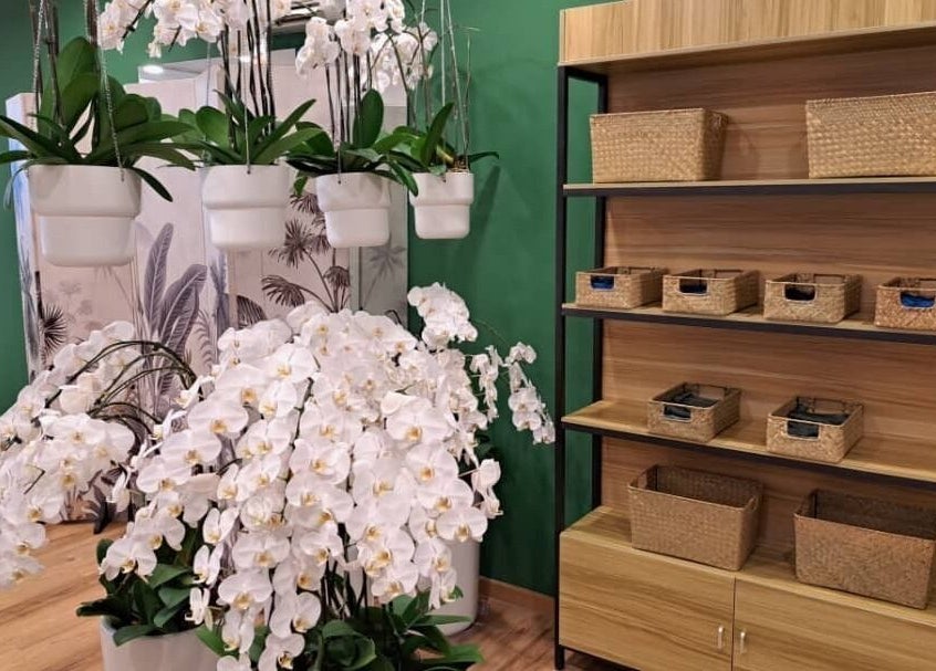 Elegant white orchids in The Flexologist, Kuala Lumpur, Wilayah Persekutuan Kuala Lumpur, MY enhancing a peaceful ambiance.
