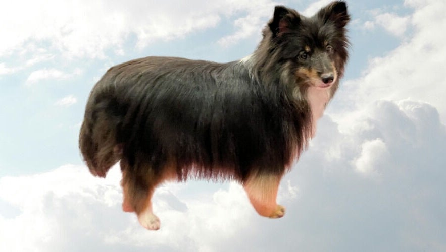 First Class Fur obrázek 1