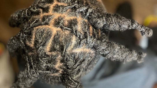 Koko luxury Locs