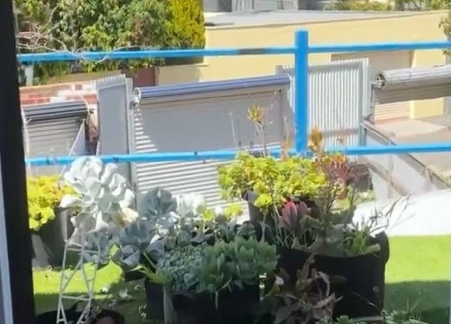 View of greenery and plants from LASHED EYELASH EXTENSIONS Albert Park, Victoria, AU.