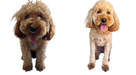Barks and Co image 2