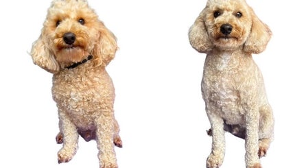 Barks and Co image 3