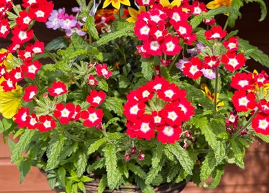 Vibrant flowers bloom at Mia Wellness Room, Penryn, England, GB, creating a serene atmosphere.