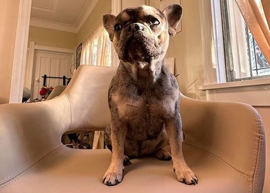 A cute dog sits on a salon chair at Ab Lab Hair Boutique, Queens Park, New South Wales, AU.