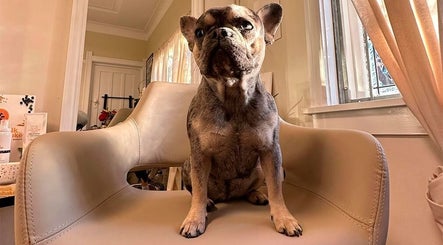 A cute dog sits on a salon chair at Ab Lab Hair Boutique, Queens Park, New South Wales, AU.