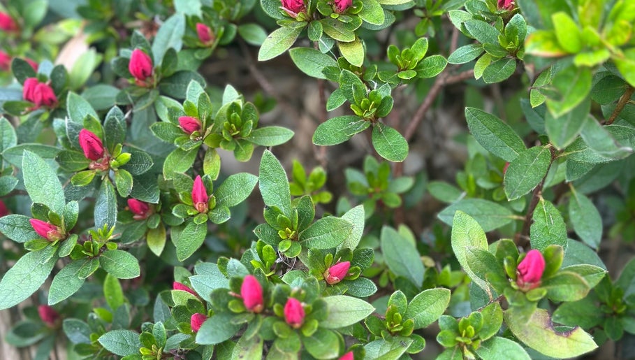 Emerald Beauty image 1