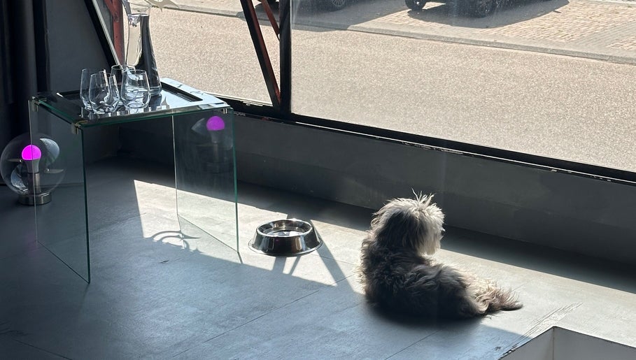 Hond ligt in de zon bij een glazen tafel in een serene ruimte in Amsterdam, Noord-Holland, NL.