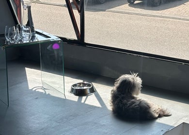 Hond ligt in de zon bij een glazen tafel in een serene ruimte in Amsterdam, Noord-Holland, NL.