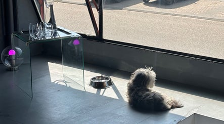 Hond ligt in de zon bij een glazen tafel in een serene ruimte in Amsterdam, Noord-Holland, NL.