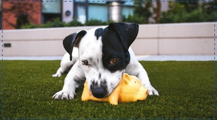 josspets image 3