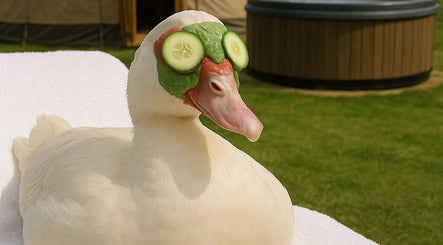 Duck enjoying spa treatment at Beauty Barn in Catton, England, GB with cucumbers on eyes.