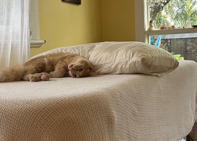 Cozy cat on a massage table at Humm Massage, Sawtell/Coffs Harbour, New South Wales, AU, highlighting relaxation.