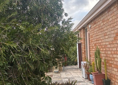 Green courtyard at Peachy Lash Bar, Ballajura, Western Australia, AU, featuring brick building and potted plants.