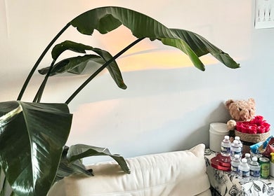 Inviting corner at Killer Rose Lash with lush plant in Arlington, Virginia, US, offering refreshments and decor.