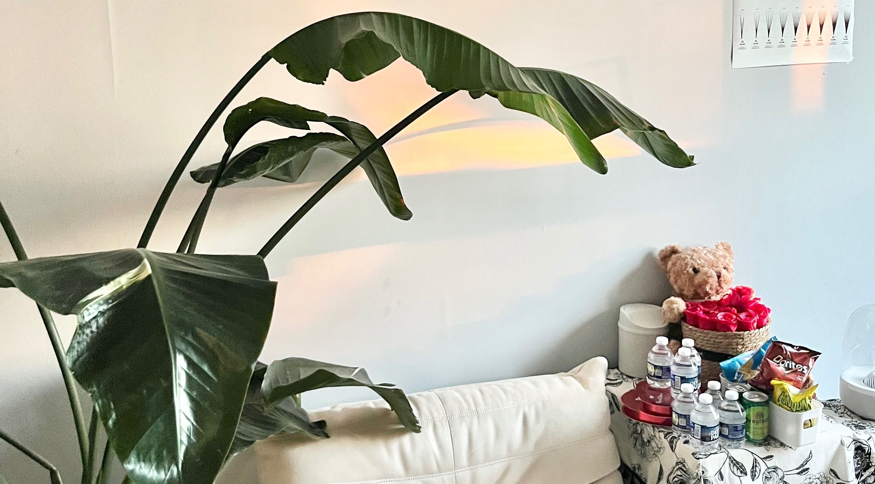 Inviting corner at Killer Rose Lash with lush plant in Arlington, Virginia, US, offering refreshments and decor.