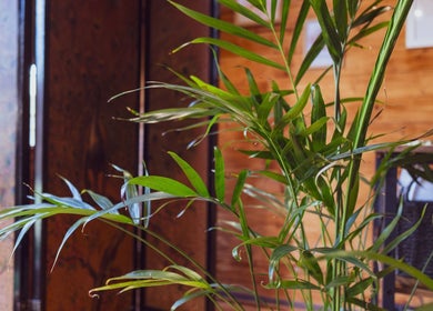 Lush green plant enhancing the serene ambiance at Saltwoods Healing & Massage, Herne Bay, England, GB.