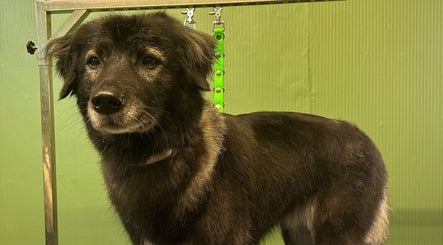 amelias diamond dog groomersの画像：2