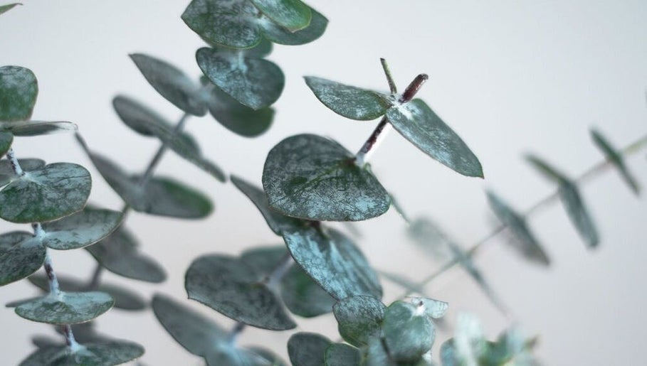 Eucalyptus leaves at QLTY ESTHETICS, Nanaimo, British Columbia, CA, evoke a serene wellness vibe.