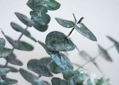 Eucalyptus leaves at QLTY ESTHETICS in Nanaimo, British Columbia, CA, enhancing a tranquil spa ambiance.
