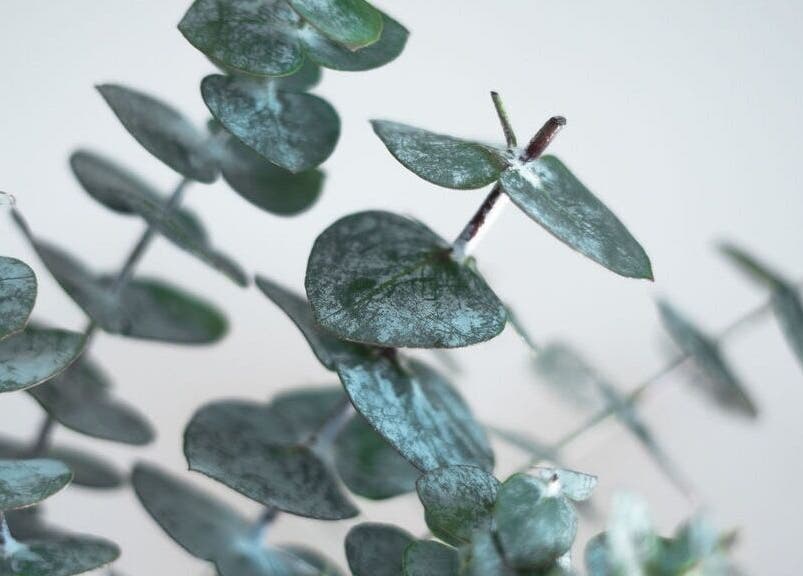 Eucalyptus leaves at QLTY ESTHETICS in Nanaimo, British Columbia, CA, enhancing a tranquil spa ambiance.