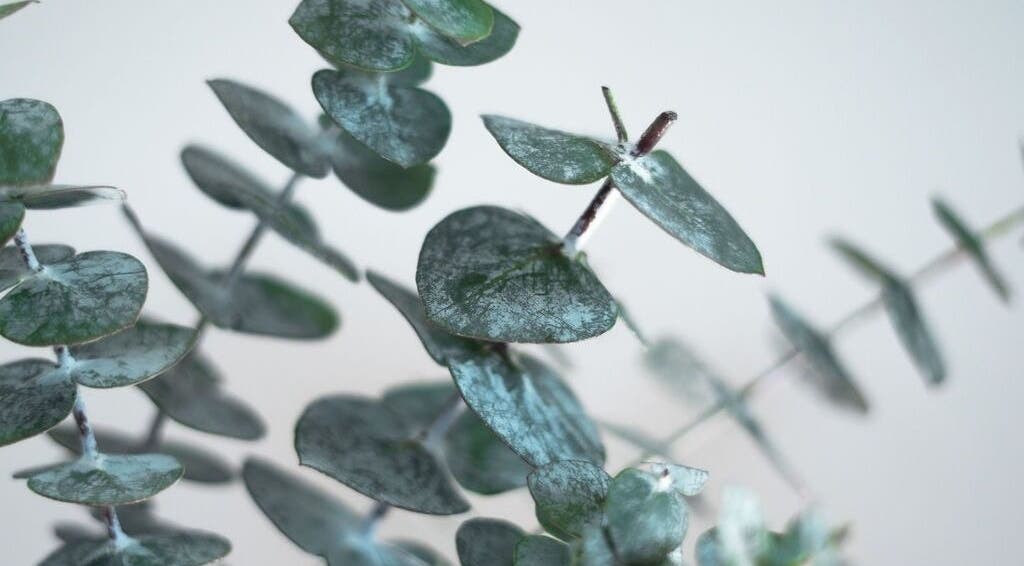Eucalyptus leaves at QLTY ESTHETICS in Nanaimo, British Columbia, CA, enhancing a tranquil spa ambiance.