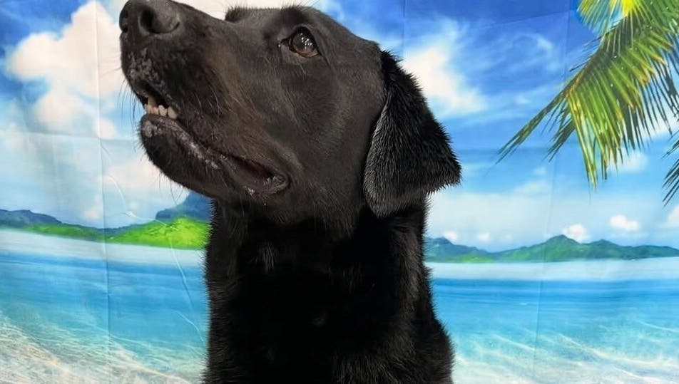 Black dog enjoying a beach-themed backdrop at Posh Paws in Stewkley, England, GB.
