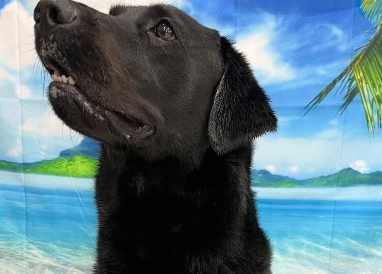 Black dog enjoying a beach-themed backdrop at Posh Paws in Stewkley, England, GB.