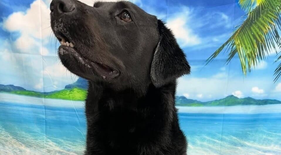 Black dog enjoying a beach-themed backdrop at Posh Paws in Stewkley, England, GB.