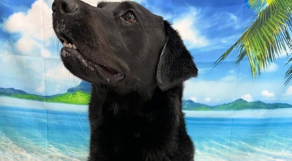 Black dog enjoying a beach-themed backdrop at Posh Paws in Stewkley, England, GB.