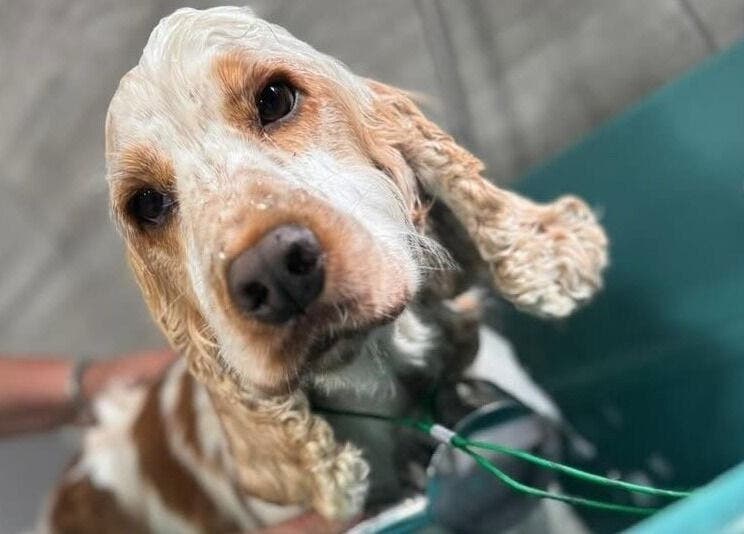 Dog enjoying a bath at Posh Paws, Stewkley, England, GB. Grooming and wellness services for pets.