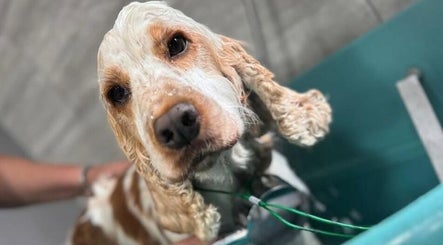 Dog enjoying a bath at Posh Paws, Stewkley, England, GB. Grooming and wellness services for pets.