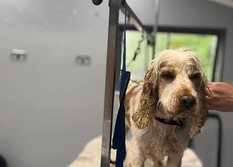 Dog getting groomed at Posh Paws in Stewkley, England, GB, showcasing expert pet care services.