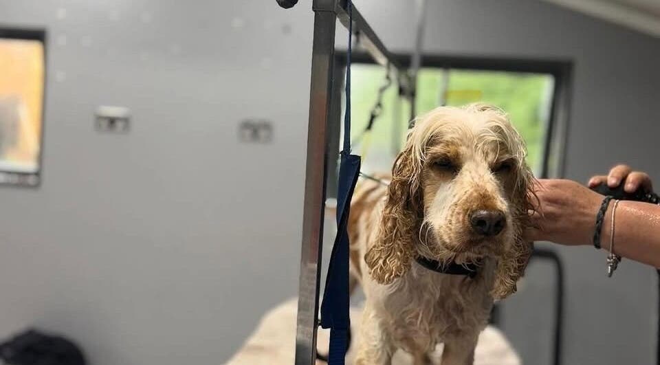 Dog getting groomed at Posh Paws in Stewkley, England, GB, showcasing expert pet care services.