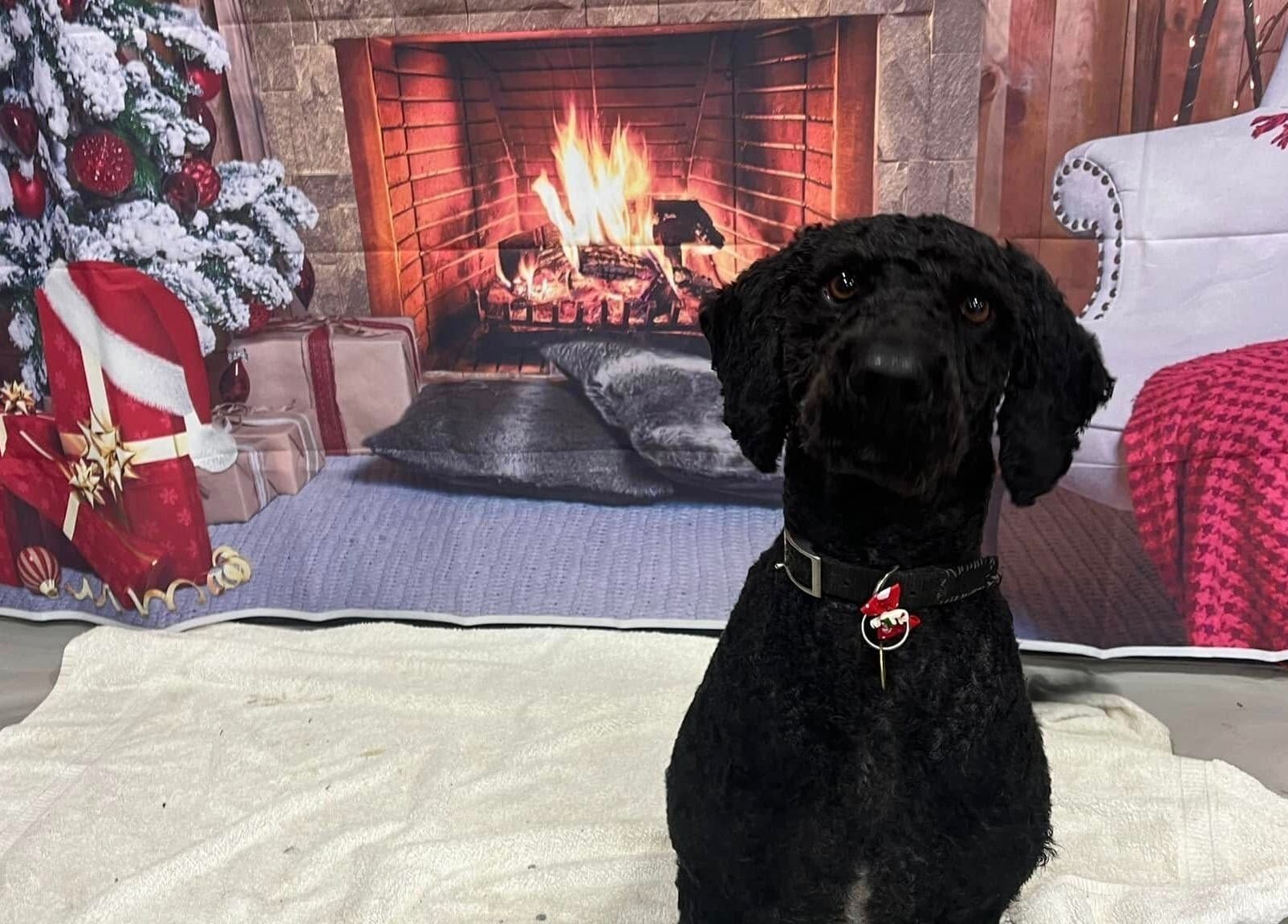 Cozy holiday setup at Posh Paws, Stewkley, England, GB with a dog by a lit fireplace.