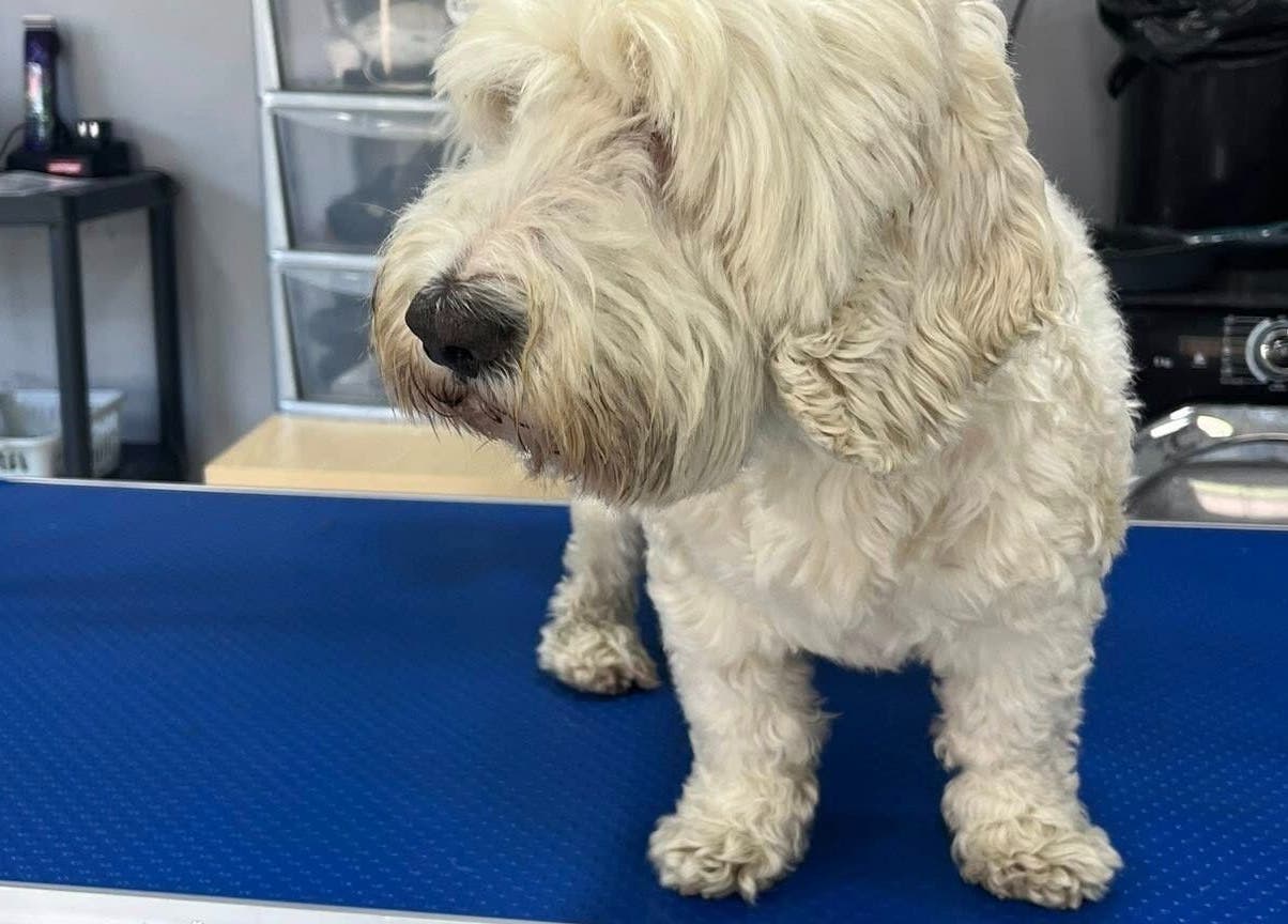 Dog on grooming table at Posh Paws, Stewkley, England, GB, showcasing pet spa services.