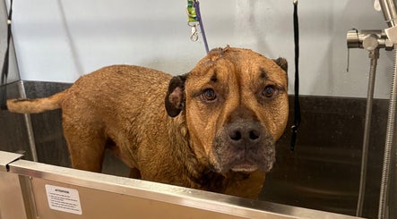 Cassandra’s Pet Salon kép 3
