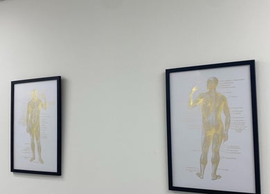 Framed anatomical diagrams on the wall at PJ Sports Rehab, Bideford, England, GB.