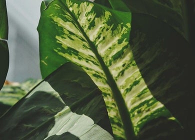 Lush green foliage adds tranquility to Wave Barber Studio, Southend-on-sea, England, GB.