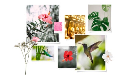 Naturobird, bilde 2