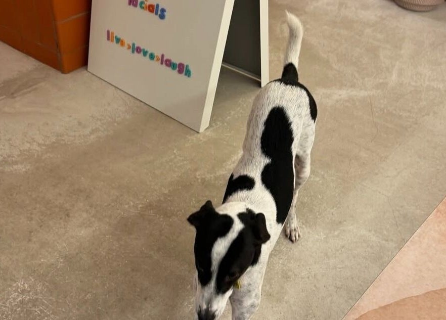 Friendly dog greets guests at Sant Sever Massage, Barcelona, Catalunya, ES.